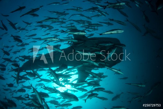 Picture of Whale Shark and fish school in Thailand 
